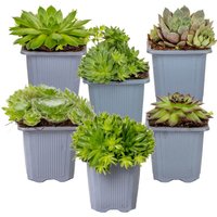 6er-Mix - Sempervivum-Mischung - Hauswurz - Gartenpflanzen - Winterhart - Bodendecker - Höhe 8-12 cm - Topf 7 cm - Bloomique von BLOOMIQUE