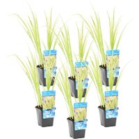 6er Set - Acorus Ogon - Zwergkalamus - Teichpflanzen Winterhart - Wasserpflanzen - Zone 1-2 - Höhe 10-20 cm - Topf 9 cm - Bloomique von BLOOMIQUE