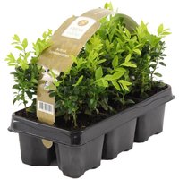 6er Set - Buxus Sempervirens - Buchsbaum - Heckenpflanzen Winterhart - Gartenpflanze - Höhe 15-20 cm - Topf 9 cm - Bloomique von BLOOMIQUE