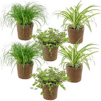 6er-Set - Haustierfreundliche Pflanzen - Chlorophytum, Cyperus, Callisia - Zimmerpflanzen - 20-30 cm Hoch - Im Seegraskorb 12 cm - Bloomique 6er-Set - Haustierfreundliche Pflanzen - Chlorophytum, Cyperus, Callisia - Zimmerpflanzen - 20-30 cm Hoch - Im Seegraskorb 12 cm - Bloomique von BLOOMIQUE