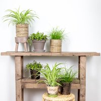 6er-Set - Haustierfreundliche Pflanzen - Chlorophytum, Cyperus, Callisia - Zimmerpflanzen - 20-30 cm Hoch - Topf 12 cm - Bloomique von BLOOMIQUE