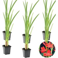 6er Set - Schizostylis Coccinea - Spaltgriffel - Rosa - Teichpflanzen Winterhart - Wasserpflanzen - Zone 1-2 - Höhe 30-40 cm - Topf 9 cm - Bloomique von BLOOMIQUE