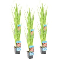 6er Set - Schizostylis Mrs Hegarty - Spaltgriffel - Rosa - Teichpflanzen Winterhart - Wasserpflanzen - Zone 1-2 - Höhe 30-40 cm - Topf 9 cm von BLOOMIQUE