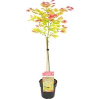 Acer Shirasawanum Moonrise - Japanischer Ahorn auf Stamm - Gartenpflanzen - Baum - Winterhart - 80-100 cm Hoch - Topf 19 cm - Bloomique von BLOOMIQUE
