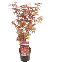 Bloomique - Acer Skeeter's Broom - Japanischer Ahorn - Rotes Laub - Gartenpflanzen - Winterhart - 60-80 cm Hoch - Topf 19 cm von BLOOMIQUE