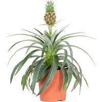 Ananas Comosus - Ananas Pflanze - Bromelien - Zimmerpflanzen - Luftreinigend - Höhe 30-40 cm - Topf 12 cm - Bloomique von BLOOMIQUE