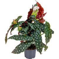 Begonia Maculata - Punkt-Begonie - Punktpflanze - Zimmerpflanzen - Luftreinigend - 20-30 cm Hoch - Topf 12 cm - Bloomique von BLOOMIQUE