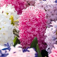 Bloomique - 10er-Mix - Hyacinthus - Hyazinthe - Farbmischung - Blumenzwiebeln - Frühlingsblüte - mehrjährige Pflanzen - wird bis zu 20-25 cm groß von BLOOMIQUE