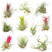 Bloomique - 10er Mix - Tillandsia - Tillandsien - Luftpflanzen Echt - Sehr Pflegeleicht - Höhe 5-15 cm Bloomique - 10er Mix - Tillandsia - Tillandsien - Luftpflanzen Echt - Sehr Pflegeleicht - Höhe 5-15 cm von BLOOMIQUE
