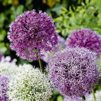Bloomique - 15er-Mix - Allium Fantasia - Look - Zierzwiebel - Blau, Weiß, Lila - Blumenzwiebeln - Frühlingsblüher - Mehrjährige Pflanzen - Wird bis von BLOOMIQUE