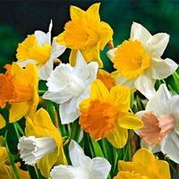 Bloomique - 15er-Mix - Narzisse - Narzisse - großblumiger Mix - Farbmix - Blumenzwiebeln - Frühlingsblüher - mehrjährige Pflanzen - wird bis zu 35-45 Bloomique - 15er-Mix - Narzisse - Narzisse - großblumiger Mix - Farbmix - Blumenzwiebeln - Frühlingsblüher - mehrjährige Pflanzen - wird bis zu 35-45 von BLOOMIQUE