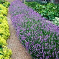 Bloomique - 18er Set - Lavandula Angustifolia - Lavendel Pflanze Winterhart - Duftlavendel - Gartenpflanzen Winterhart - Mehrjährig - Höhe 10-20 cm von BLOOMIQUE