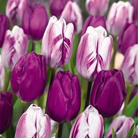 Bloomique - 20er-Mix - Tulipa Purple Mix - Lila Mix - Tulpenzwiebeln - Blumenzwiebeln - Frühlingsblüher - mehrjährige Pflanzen - wird bis zu 30-35 cm von BLOOMIQUE