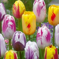 Bloomique - 20er-Mix - Tulipa-Rembrandt-Mix - Tulpenzwiebeln - Blumenzwiebeln - Frühlingsblüte - mehrjährige Pflanzen - wird bis zu 40-50 cm groß von BLOOMIQUE