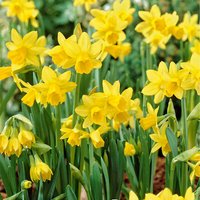 Bloomique - 25er-Mix - Narzisse Tete a Tete - kleine Narzisse - Blumenzwiebeln - Frühlingsblüte - mehrjährige Pflanzen - wird 15-20 cm groß von BLOOMIQUE
