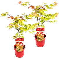 Bloomique - 2er-Set - Acer Shirasawanum Moonrise - Japanischer Ahorn - Gartenpflanzen - Winterhart - 50-70 cm Hoch - Topf 19 cm von BLOOMIQUE