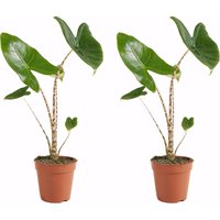 Bloomique – 2er Set – Alocasia Zebrina – Elefantenohr – Zimmerpflanzen – Luftreinigend – 30-50 cm hoch – 14 cm Topf Bloomique – 2er Set – Alocasia Zebrina – Elefantenohr – Zimmerpflanzen – Luftreinigend – 30-50 cm hoch – 14 cm Topf von BLOOMIQUE