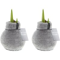 Bloomique - 2er-Set - Amaryllis-Zwiebel aus Wachs - gemütliche Grjis - Blumenzwiebel - keine Wasserblumen - Weihnachtsdekoration - 15-25 cm hoch bei von BLOOMIQUE