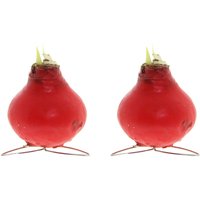Bloomique - 2er-Set - Amaryllis-Zwiebel in rotem Wachs - Kolibri-Rot - Blumenzwiebel - keine Wasserblumen - Weihnachtsdekoration - 10-20 cm hoch bei Bloomique - 2er-Set - Amaryllis-Zwiebel in rotem Wachs - Kolibri-Rot - Blumenzwiebel - keine Wasserblumen - Weihnachtsdekoration - 10-20 cm hoch bei von BLOOMIQUE