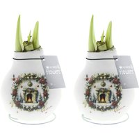 Bloomique - 2er Set - Amarylliszwiebel in Wachs - Weihnachtskamin - Weihnachtsdeko - Blumenzwiebel - 15-25 cm hoch bei Lieferung - Wächst auf 40-60 cm Bloomique - 2er Set - Amarylliszwiebel in Wachs - Weihnachtskamin - Weihnachtsdeko - Blumenzwiebel - 15-25 cm hoch bei Lieferung - Wächst auf 40-60 cm von BLOOMIQUE
