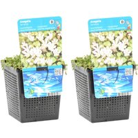 Bloomique - 2er Set - Anagallis Tenella - Zarte Gauchheil - Teichpflanzen Winterhart - Wasserpflanzen - Zone 1-2 - Höhe 10-20 cm - Topf 9 cm Bloomique - 2er Set - Anagallis Tenella - Zarte Gauchheil - Teichpflanzen Winterhart - Wasserpflanzen - Zone 1-2 - Höhe 10-20 cm - Topf 9 cm von BLOOMIQUE