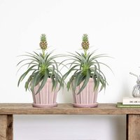 Bloomique - 2er Set - Ananas Comosus - Ananas Pflanze - Bromelien - Zimmerpflanzen - Luftreinigend - Höhe 30-40 cm - Topf 12 cm von BLOOMIQUE