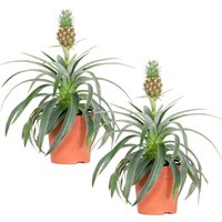 Bloomique - 2er Set - Ananas Comosus - Ananas Pflanze - Bromelien - Zimmerpflanzen - Luftreinigend - Höhe 30-40 cm - Topf 12 cm von BLOOMIQUE