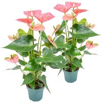 2er Set - Anthurium Andreanum - Rosa - Flamingoblume - Blühende Zimmerpflanzen - Pflegeleicht - Höhe 30-40 cm - Topf 12 cm - Bloomique von BLOOMIQUE