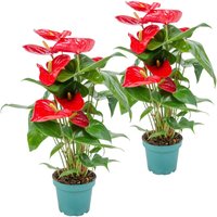 Bloomique - 2er Set - Anthurium Andreanum - Rot - Flamingoblume - Blühende Zimmerpflanzen - Pflegeleicht - Höhe 30-40 cm - Topf 12 cm von BLOOMIQUE