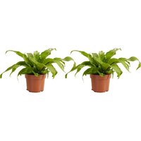 Bloomique - 2er-Set – Asplenium Antiquum – Vogelnestfarn – Zimmerpflanzen – Luftreinigend – Haustierfreundlich – 20–30 cm hoch – 12 cm Topf Bloomique - 2er-Set – Asplenium Antiquum – Vogelnestfarn – Zimmerpflanzen – Luftreinigend – Haustierfreundlich – 20–30 cm hoch – 12 cm Topf von BLOOMIQUE
