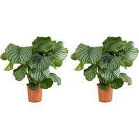 Bloomique - 2er Set - Calathea Orbifolia - Korbmarante -Zimmerpflanzen - Pflegeleicht - Luftreinigend - Haustierfreundlich - Höhe 60-70 cm - Topf 21 Bloomique - 2er Set - Calathea Orbifolia - Korbmarante -Zimmerpflanzen - Pflegeleicht - Luftreinigend - Haustierfreundlich - Höhe 60-70 cm - Topf 21 von BLOOMIQUE
