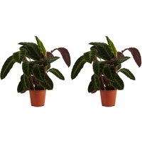 Bloomique – 2er-Set – Calathea Warscewiczii – Pfauenpflanze – Zimmerpflanzen – Luftreinigend – Haustierfreundlich – 50–70 cm hoch – 19 cm Topf von BLOOMIQUE