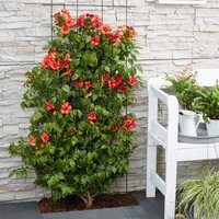 Bloomique - 2er-Set - Campsis Radicans Flamengo - Trompetenblume - Rot - Kletterpflanzen - Gartenpflanzen - Winterhart - 50-70 cm Hoch - Topf 15 cm von BLOOMIQUE