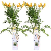 Bloomique - 2er-Set - Campsis Radicans Flava - Trompetenblume - Gelb - Kletterpflanzen - Gartenpflanzen - Winterhart - 50-70 cm Hoch - Topf 15 cm Bloomique - 2er-Set - Campsis Radicans Flava - Trompetenblume - Gelb - Kletterpflanzen - Gartenpflanzen - Winterhart - 50-70 cm Hoch - Topf 15 cm von BLOOMIQUE