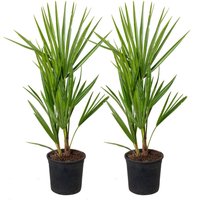Bloomique - 2er Set - Chamaerops Humilis - Europäische Zwergpalme - Palmen Winterhart Draußen - Höhe 50-60 cm - Topf 15 cm von BLOOMIQUE