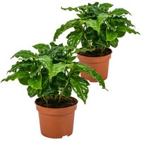 Bloomique - 2er Set - Coffea Arabica - Kaffeepflanze - Pflegeleicht - Luftreinigend - Höhe 20-30 cm - Topf 12 cm Bloomique - 2er Set - Coffea Arabica - Kaffeepflanze - Pflegeleicht - Luftreinigend - Höhe 20-30 cm - Topf 12 cm von BLOOMIQUE