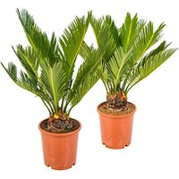 2er Set - Cycas Revoluta - Palmfarn - Sagopalme - Palme - Sehr Pflegeleicht - Höhe 30-40 cm - Topf 12 cm - Bloomique von BLOOMIQUE