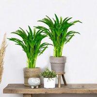 Bloomique - 2er Set - Dypsis Lutescens - Goldfruchtpalme - Areca Palme - Zimmerpflanzen - Pflegeleicht - Haustierfreundlich - Höhe 40-50 cm - Topf 14 von BLOOMIQUE