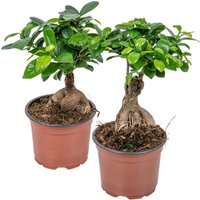 2er Set - Ficus Ginseng - Bonsai Baum - Zimmerpflanzen - Pflegeleicht - Luftreinigend - Höhe 20-30 cm - Topf 12 cm - Bloomique von BLOOMIQUE