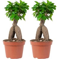 2er Set - Ficus Ginseng - Bonsai Baum - Zimmerpflanzen - Pflegeleicht - Luftreinigend - Höhe 25-35 cm - Topf 15 cm - Bloomique von BLOOMIQUE