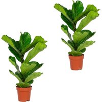 2er Set - Ficus Lyrata - Geigenfeige - Zimmerpflanzen Groß - Pflegeleicht - Luftreinigend - Höhe 60-70 cm - Topf 17 cm - Bloomique von BLOOMIQUE