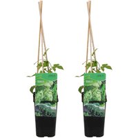 Bloomique - 2er-Set - Humulus Lupulus - Hopfenpflanze - geeignet zum Bierbrauen - Kletterpflanzen - Gartenpflanzen - winterhart - Topf 15 cm - 70-80 Bloomique - 2er-Set - Humulus Lupulus - Hopfenpflanze - geeignet zum Bierbrauen - Kletterpflanzen - Gartenpflanzen - winterhart - Topf 15 cm - 70-80 von BLOOMIQUE