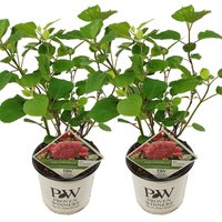 Bloomique - 2er-Set - Hydrangea Pink Annabelle - Hortensie - Rosa - Gartenpflanzen - Winterhart - 40-50 cm Hoch - Topf 19 cm Bloomique - 2er-Set - Hydrangea Pink Annabelle - Hortensie - Rosa - Gartenpflanzen - Winterhart - 40-50 cm Hoch - Topf 19 cm von BLOOMIQUE