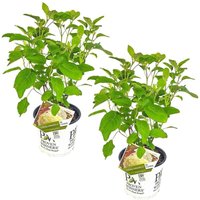 Bloomique - 2er-Set - Hydrangea Strong Annabelle - Hortensie - Weiß - Gartenpflanzen - Winterhart - 40-50 cm Hoch - Topf 19 cm Bloomique - 2er-Set - Hydrangea Strong Annabelle - Hortensie - Weiß - Gartenpflanzen - Winterhart - 40-50 cm Hoch - Topf 19 cm von BLOOMIQUE