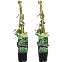 Bloomique - 2er-Set - Lonicera Heckrottii Halliana - Japanisches Geißblatt - Weiß, Gelb - Kletterpflanzen - Gartenpflanzen - Winterhart - Topf 15 cm von BLOOMIQUE