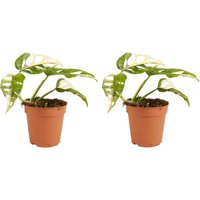 Bloomique - 2er Set - Monstera adansonii Variegata - Monkey Leaf - Fensterblatt - Luftreinigende Zimmerpflanzen - Monstera Pflanze - Hängepflanze Bloomique - 2er Set - Monstera adansonii Variegata - Monkey Leaf - Fensterblatt - Luftreinigende Zimmerpflanzen - Monstera Pflanze - Hängepflanze von BLOOMIQUE