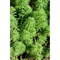 Bloomique - 2er Set - Myriophyllum Red Stem - Rotstängelige Papageienfeder - Teichpflanzen Winterhart - Wasserpflanzen - Zone 2-3-4-5 - Höhe 10-20 cm von BLOOMIQUE