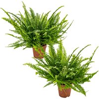Bloomique - 2er Set - Nephrolepis Exaltata Vitale - Schwertfarn - Zimmerpflanzen - Luftreinigend - Höhe 20-30 cm - Topf 12 cm Bloomique - 2er Set - Nephrolepis Exaltata Vitale - Schwertfarn - Zimmerpflanzen - Luftreinigend - Höhe 20-30 cm - Topf 12 cm von BLOOMIQUE