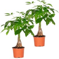 Bloomique - 2er Set - Pachira Aquatica - Glückskastanie - Zimmerpflanzen - Luftreinigend - Pflegeleicht - Höhe 25-35 cm - Topf 12 cm von BLOOMIQUE