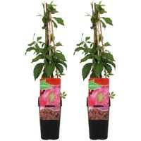 Bloomique - 2er-Set - Parthenocissus Quinquefolia Engelmannii - Wildrebe - Kletterpflanzen - Gartenpflanzen - Winterhart - Topf 15 cm - 70-80 cm hoch von BLOOMIQUE